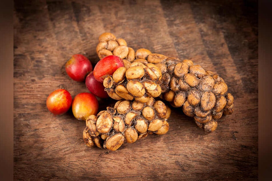 Kaffeekirschen vor und nach der Fermentation. Die unverdaut ausgeschiedenen Kaffeebohnen werden zuerst gereinigt und dann geröstet.