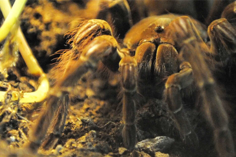 Theraphosa blondi gilt als die größte lebende Vogelspinne der Welt (Archivbild).