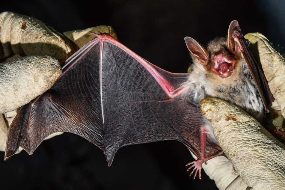 Die ausgestorbene Riesenfledermaus ist viel schwerer und größer als das Exemplar auf dem Foto hier. (Symbolbild)