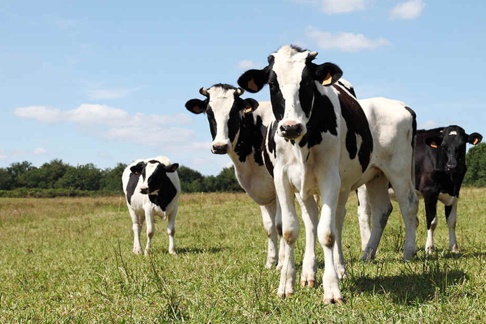 Insgesamt waren in Rochlitz etwa 20 Tiere abgehauen und durch ein Wohngebiet spaziert. (Symbolbild)