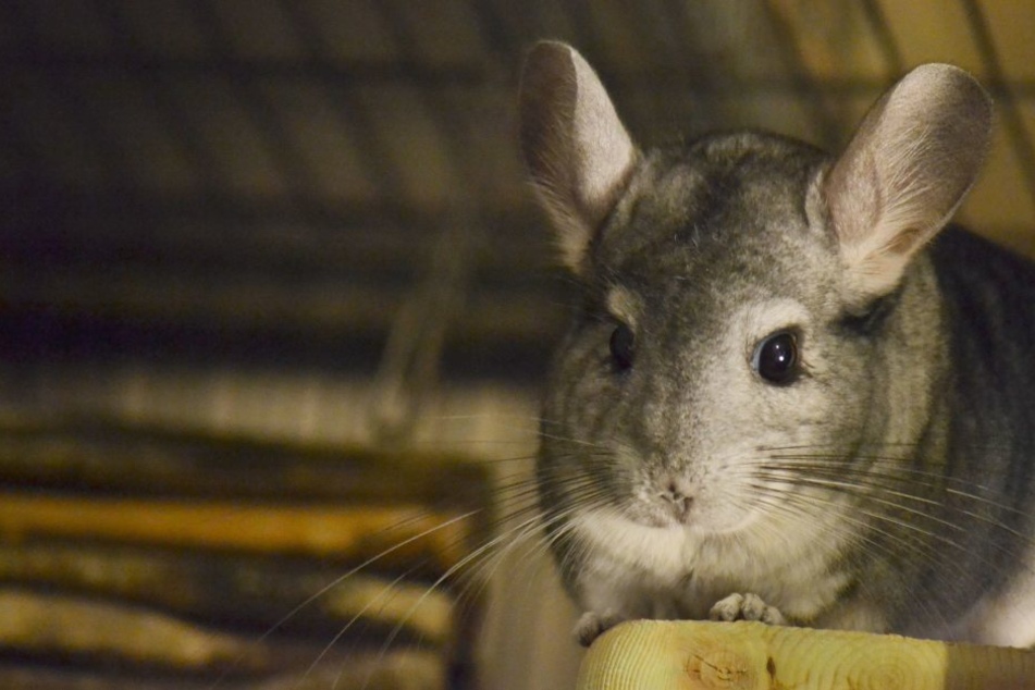Insgesamt 26 Chinchillas bewohnen seit Dienstag das Tierheim in Paderborn. Was fehlt ist Platz.