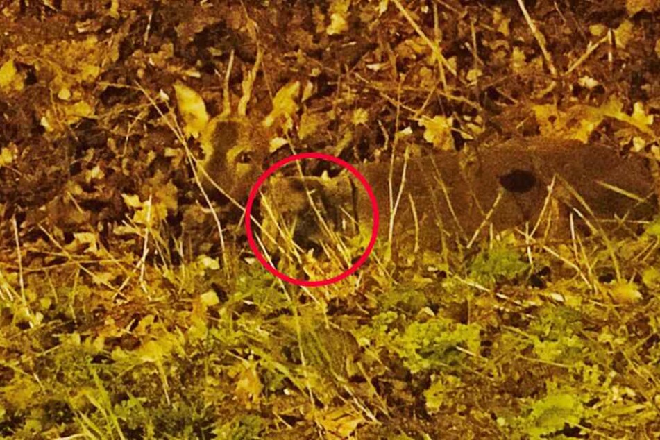 Ein Polizist fotografierte das Tier in seiner misslichen Lage. Es hat einen Topf um den Hals (Kreis).