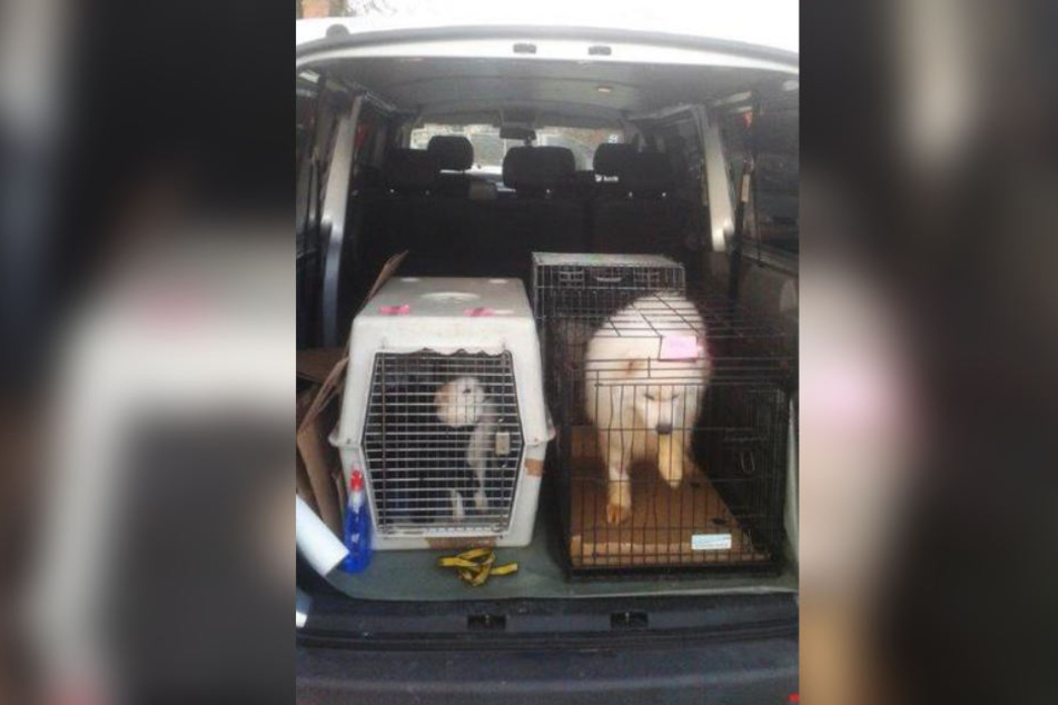 Die Münchner Polizisten entdeckten die sechs Hunde im Transporter.