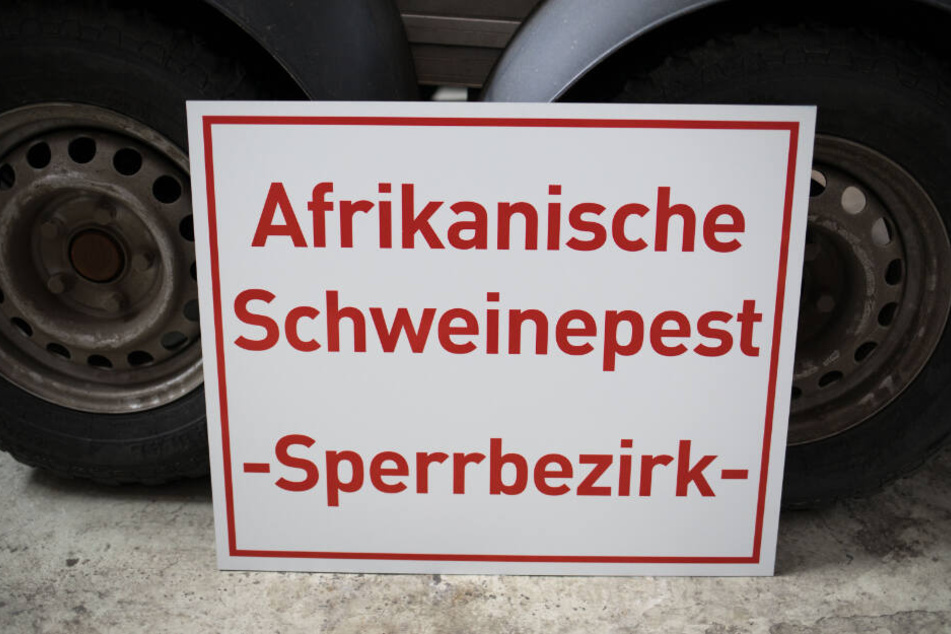 En Schild mit der Aufschrift "Afrikanische Schweinepest - Sperrbezirk-" steht bei an einen Anhänger gelehnt. (Archivbild).