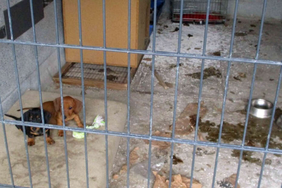 Die Hundewelpen lebten bisher umgeben von ihren eigenen Exkrementen.