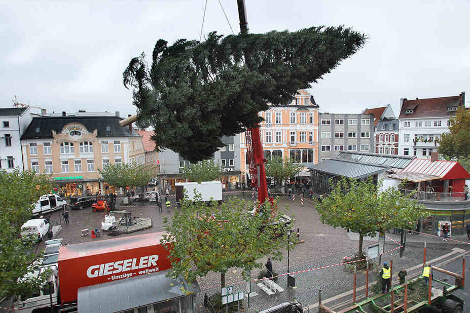 Mit einem Kran musste die fünf Tonnen schwere Tanne transportiert werden.