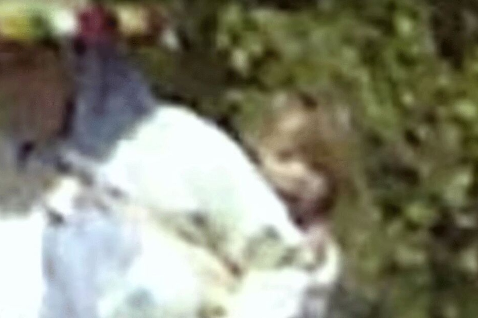 Zeigt dieses Videobild Maddie McCann?