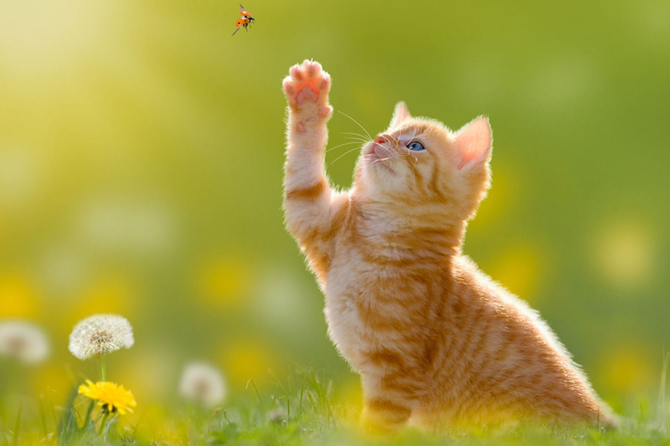 Weil es immer mehr Streuner gibt, die krank werden und sterben, sollen Freigänger jetzt kastriert werden. (Symbolbild)