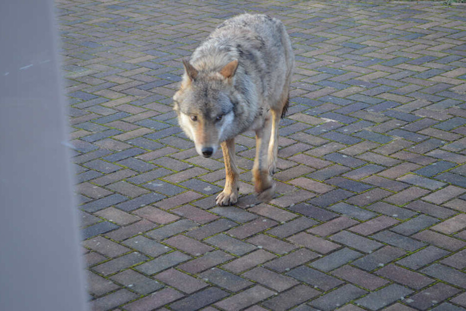 Karolin stand hinter der Schreibe, sah dem Wolf in die Augen. Der nahm sein menschliches Gegenüber aber nicht richtig wahr.