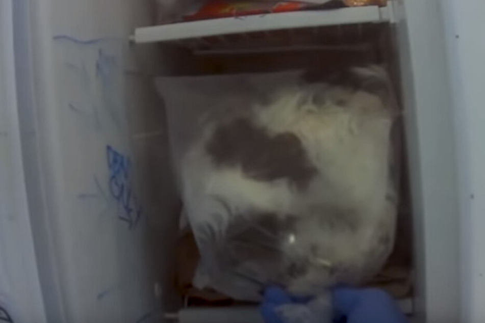 Im Kühlschrank fand man tatsächlich die steifen Überreste von Hundewelpen.