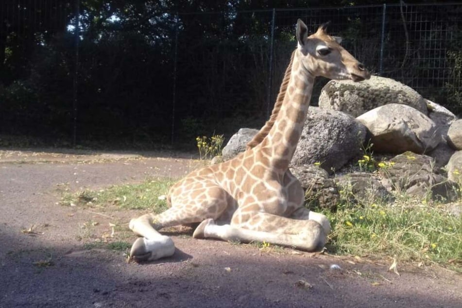 Wie der kleine Leipziger Elefantenbulle muss der Giraffennachwuchs noch auf seinen Namen warten.