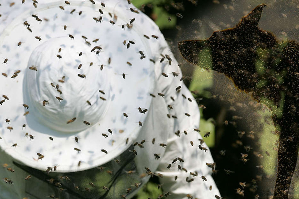 4000 Bienen fielen über den Imker und Hunde her!