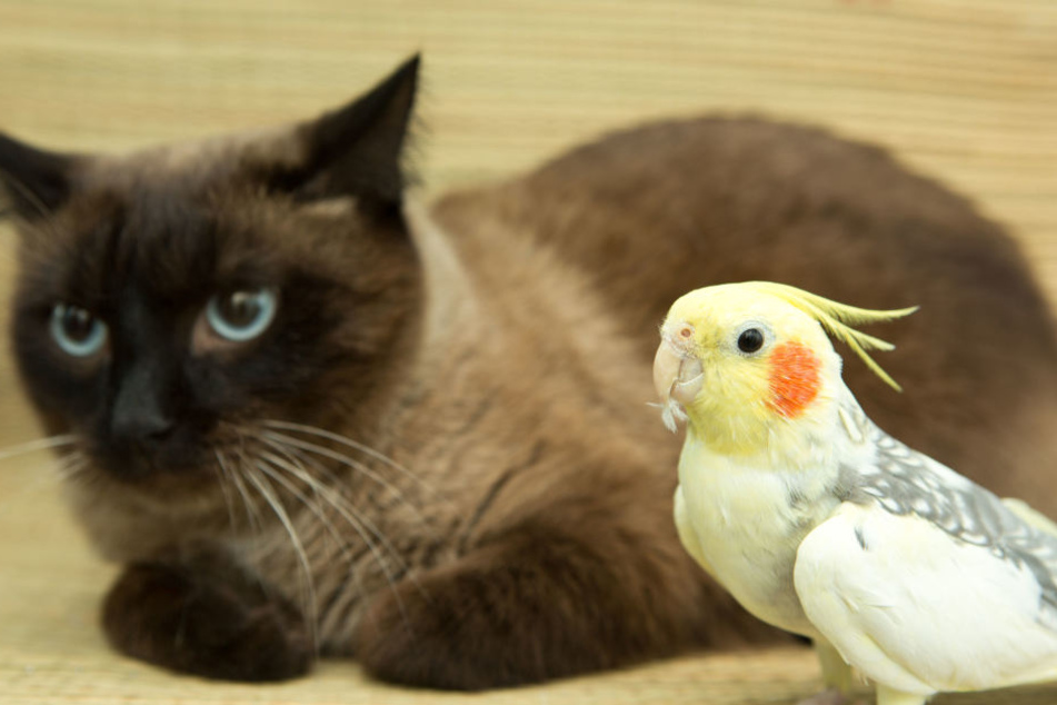 Die Katze und den Sittich nahmen die Einbrecher mit. (Symbolbild)
