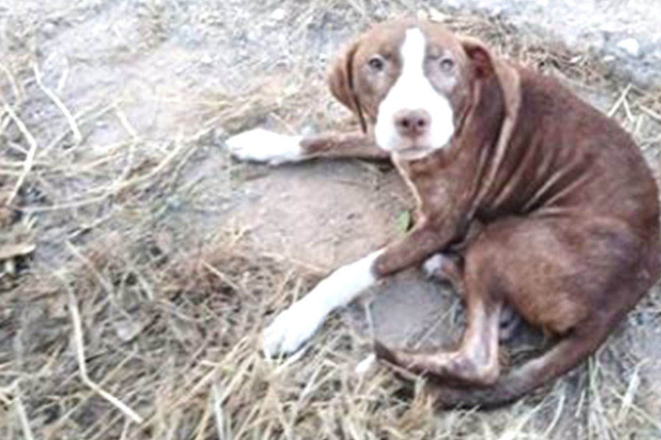 Ein Mischlingshund kümmerte sich rührend um einen ausgerissenen Mann.