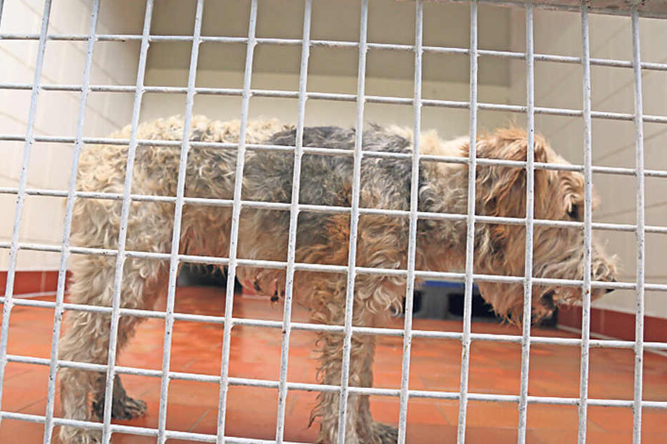 Verwahrlost und bestialisch stinkend, so kam die Foxterrier-Hündin im Tierheim Vielau an.