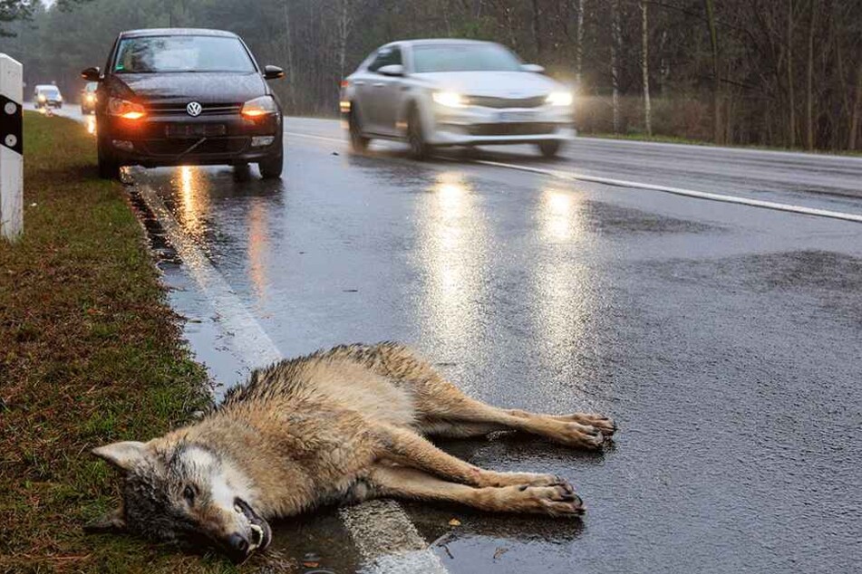 Ein in Brandenburg überfahrener Wolf (Archivbild).