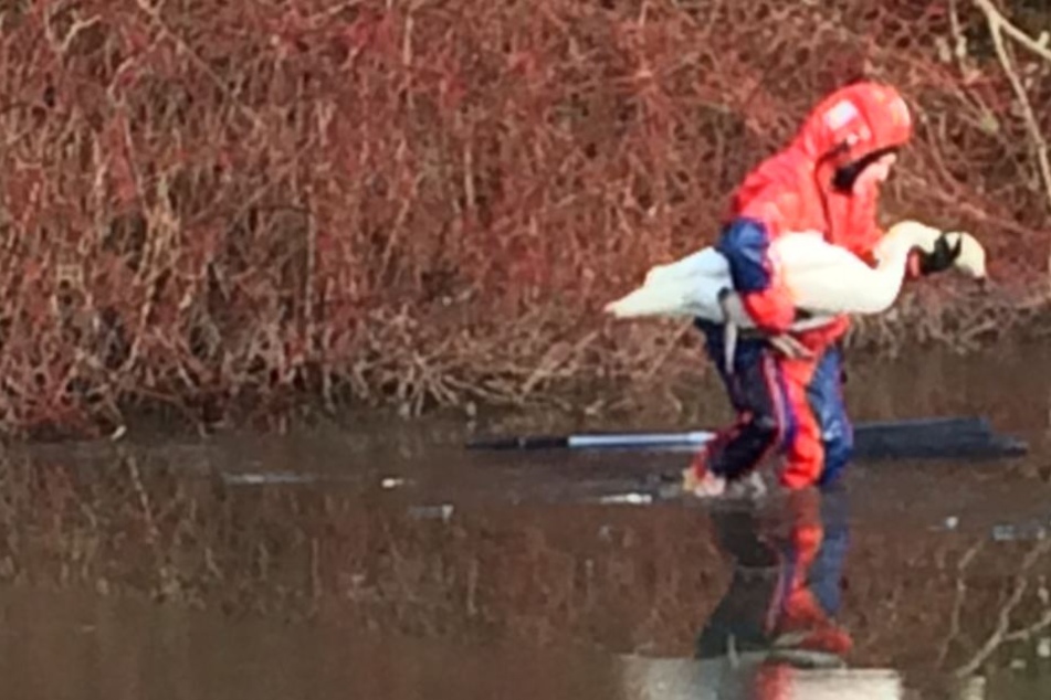 Ende gut, alles gut: Der eingefangene Schwan wurde mit dem Rettungswagen in eine Tierklinik gebracht.