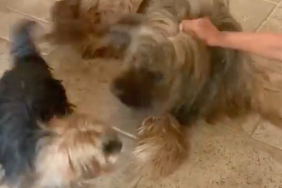 Shania versucht Dex daran zu hindern die kleine Maddox zu beissen.