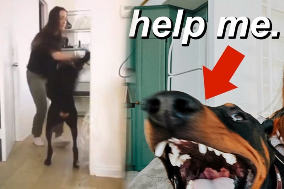 Auf Youtube Gezeigt Hund Wird Brutal Misshandelt