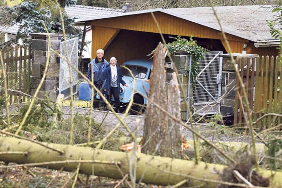 Das war knapp: Zwei Fichten stürzten in der Siedlung Richtung Carport.