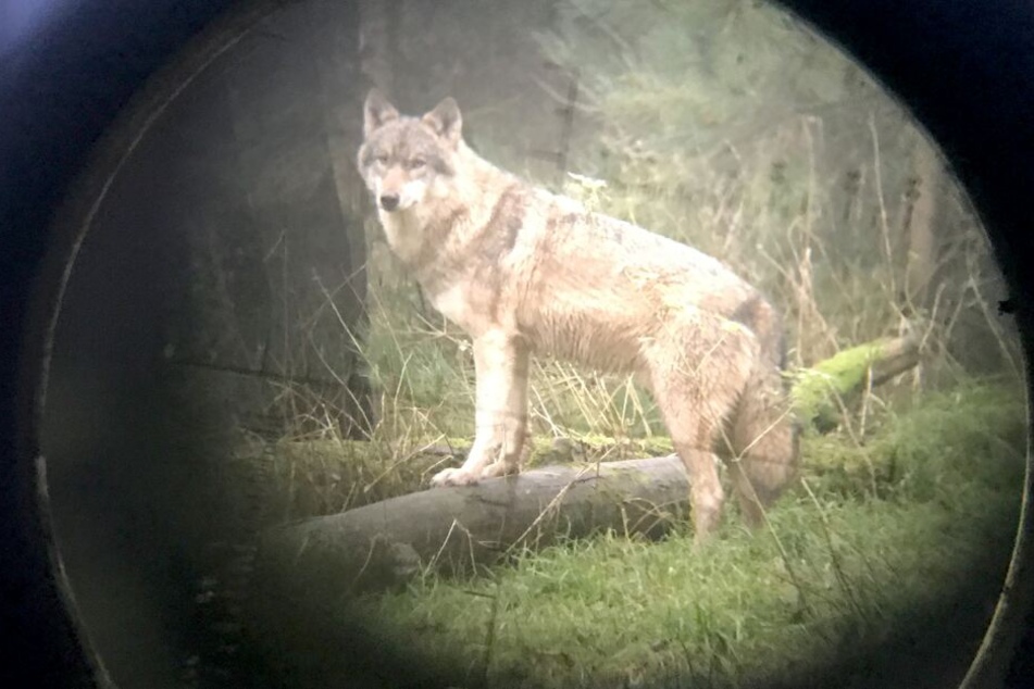 Auch in Schleswig-Holstein soll ein Problemwolf abgeschossen werden.