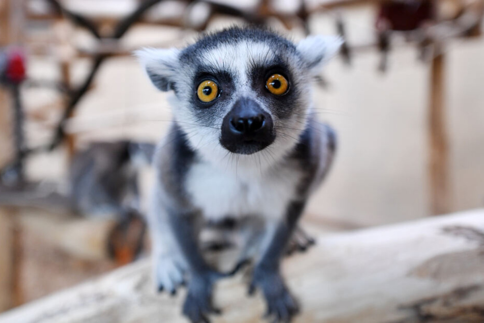 Am Dienstag fand im Erfurter Zoo große Inventur statt, auch die Kattas wurden gezählt und gewogen.