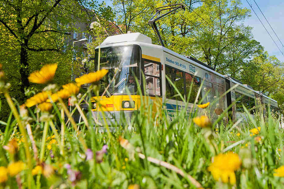 Mit der Straßenbahn durch's Grüne. Wenn es nach den Umweltschützer geht, kann ein Ausbau gar nicht üppig genug ausfallen. (Symbolbild)