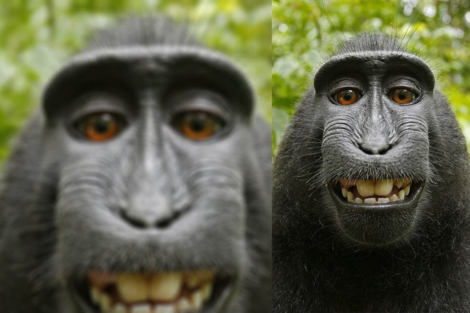 Der Streit über dieses süße Selfie hat jahrelang gedauert.