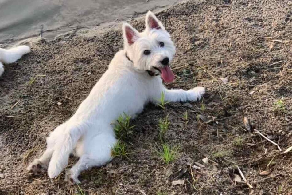 Hier war noch alles gut - kurz danach war der Hund tot.