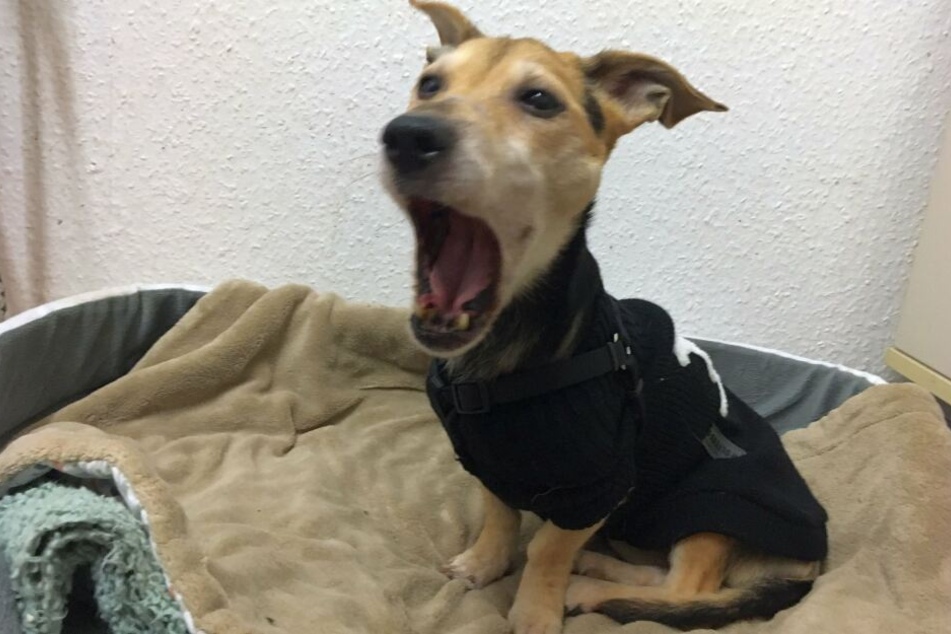 Da bekommt die kleine Gina die Schnauze vor Staunen gar nicht mehr zu.