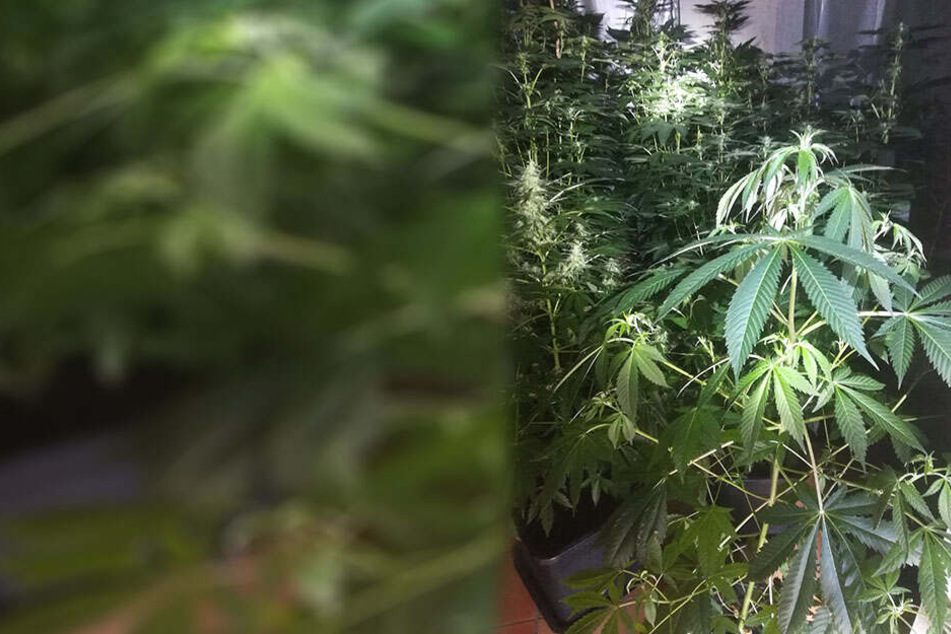 Gut 50 Cannabispflanzen wurden in der Wohnung aufbewahrt.