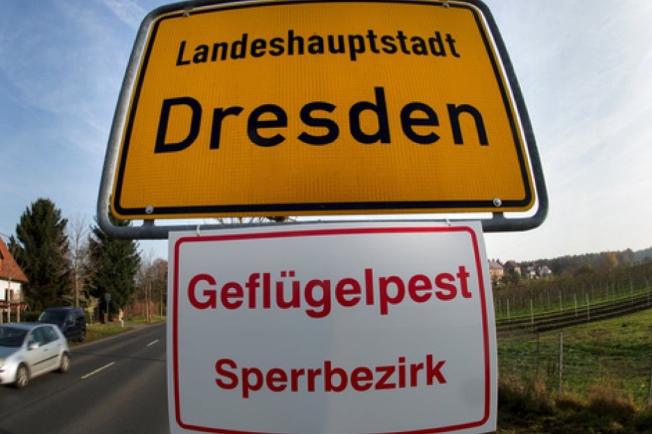 In Sachsen sind seit dem Ausbruch der Vogelgrippe im November mindestens 15 Tiere dem gefährlichen H5N8-Virus zum Opfer gefallen (Symbolbild).