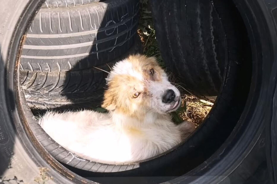 Cooper hatte jeglichen Lebensmut verloren.