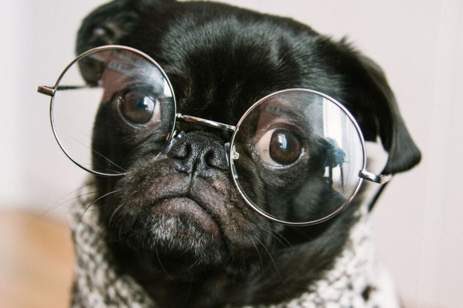 Welches ist die intelligenteste Hunderasse? Der Mops jedenfalls nicht...