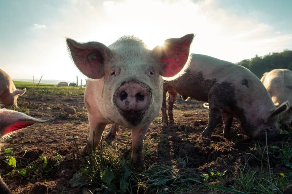 Der englische Anwalt Michael Mansfield hält den Konsum von Fleisch gegen ein Verbrechen gegen die Menschlichkeit. (Symbolbild)