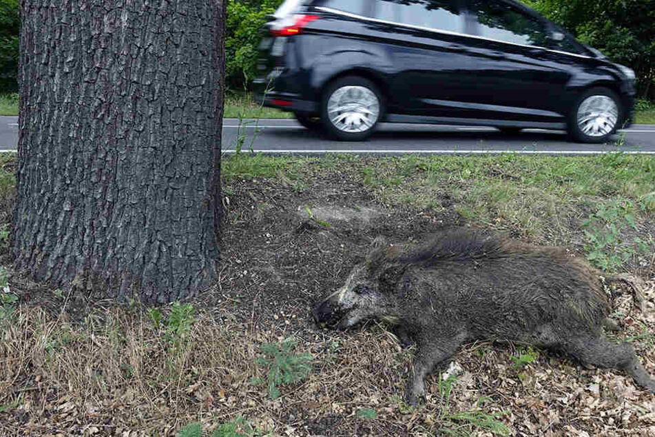 Rehe und Wildschweine waren an den meisten Unfällen beteiligt. (Symbolbild)