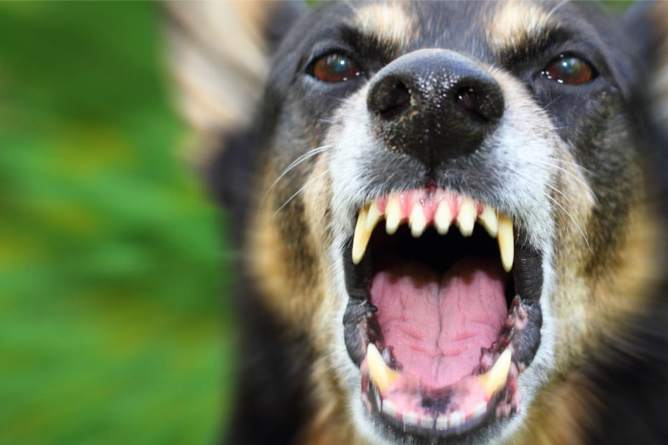 Der Hund griff völlig unvermittelt an und biss zu (Symbolbild).