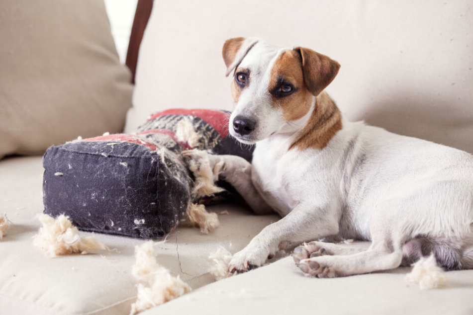Spätestens wenn Bello die Couch zerlegt, muss gehandelt werden.
