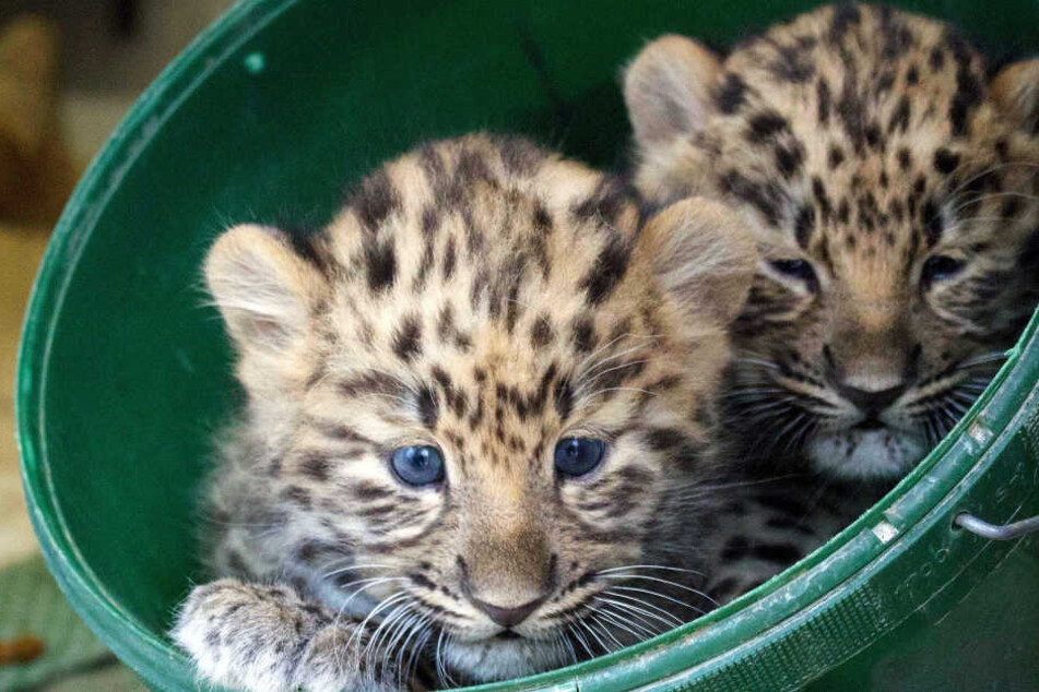 Die zwei süßen Stoff-Knäuel aus dem Zoo Leipzig sind bisher noch namenlos.