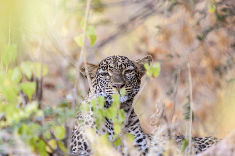 Der Leopard griff das Kind an und verletzte es tödlich. (Symbolbild)