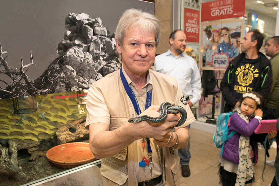 Ausstellungsleiter Helmut Hansen (60) zeigt eine fast ausgestorbene
blaue San-Francisco-Strumpfbandnatter.