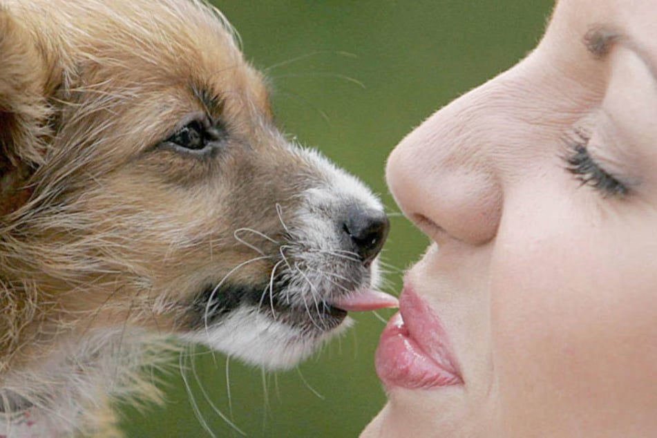 Ein anonymer Hinweis hatte die Beamten auf die Frau aufmerksam gemacht, die mit ihrem Hund Sex gehabt hatte. (Symbolbild)