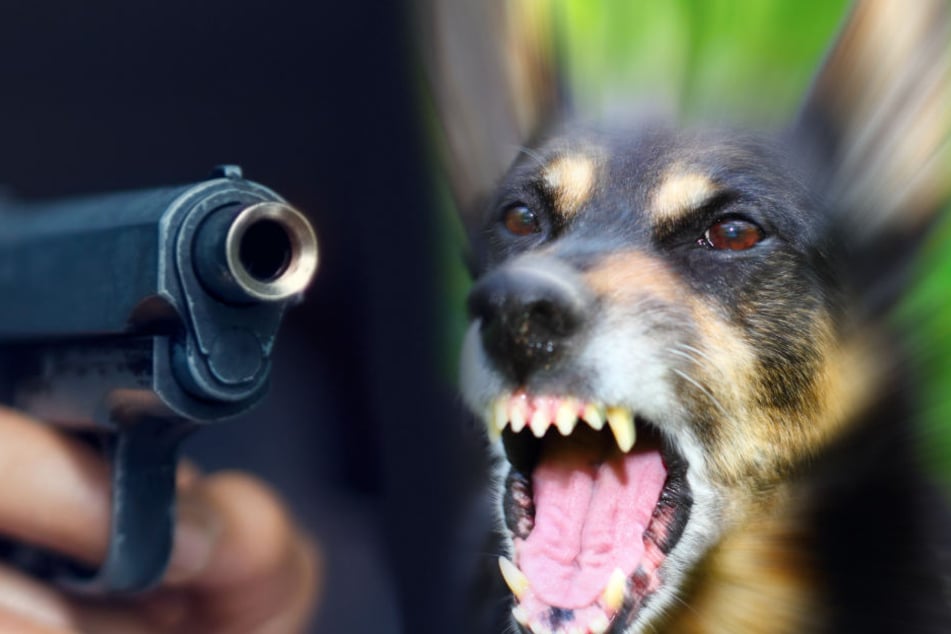 Der Polizei bleibt nichts anderes übrig, als den aggressiven Hund zu erschießen.