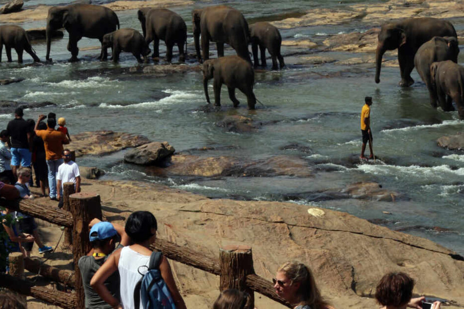 Elefanten gelten auf Sri Lanka zu einer Touristenattraktion.