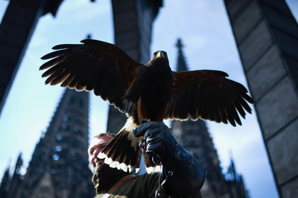 Der Wüstenbussard "Akashi" am Kölner Dom.