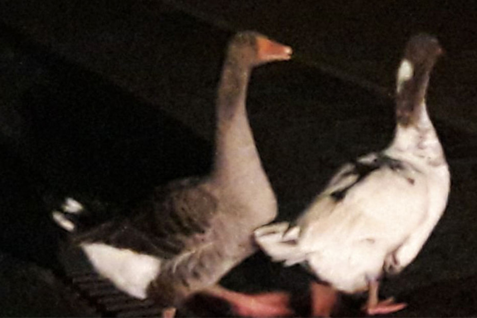 Das Gänsepärchen watschelte vergnügt über die Straße.