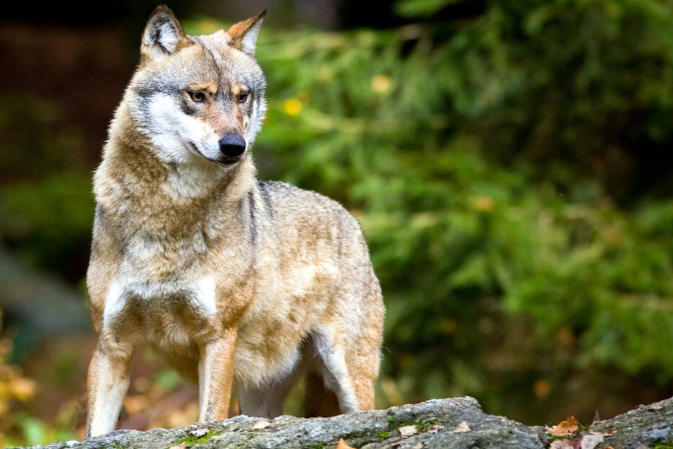Streift ein Wolf durch den Südschwarzwald?