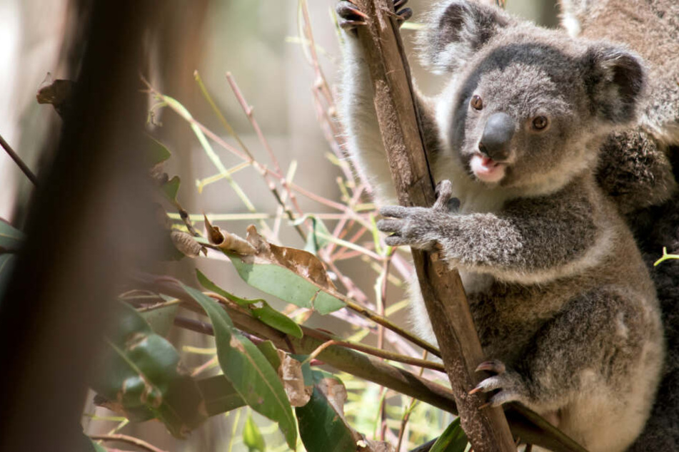 Ein Koala sitzt im Baum (Symbolbild).