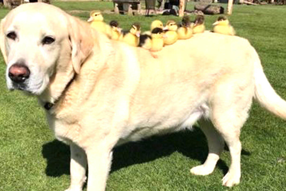 Labrador Fred versorgt rührend neun kleine Vögelchen