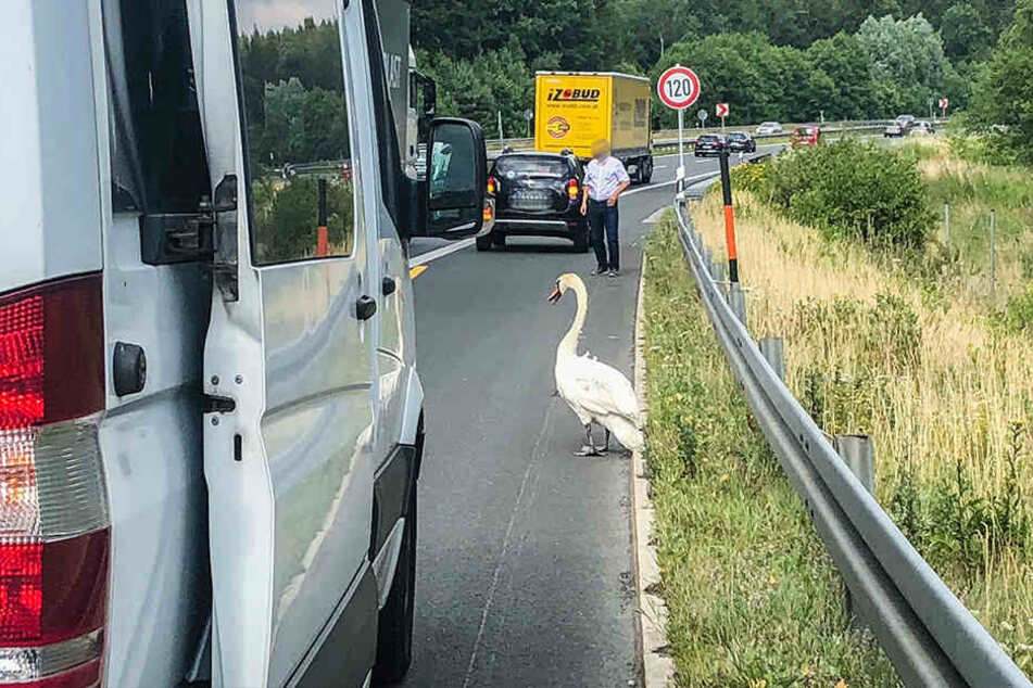 Dieser verletzte Schwan lief an der A 4 benommen auf dem Standstreifen umher, bis ein Kamerad der Freiwilligen Feuerwehr Pulsnitz zur Rettung anhielt.